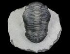 Pedinopariops Trilobite - Great Eye Facet Detail #66341-5